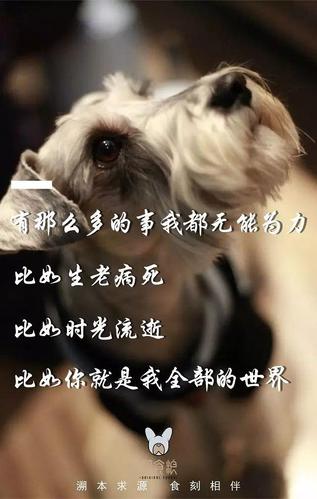 它的世界里,只有你 狗狗对于我们来说 不仅是宠物,更是朋友,是家人
