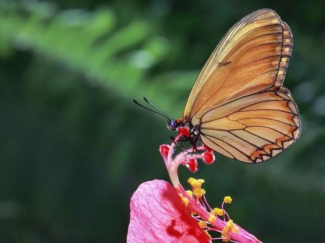 神玛科普园1大1小亲子游园科普套票,蝴蝶标本diy 蝴蝶园 乌龟园 甲虫
