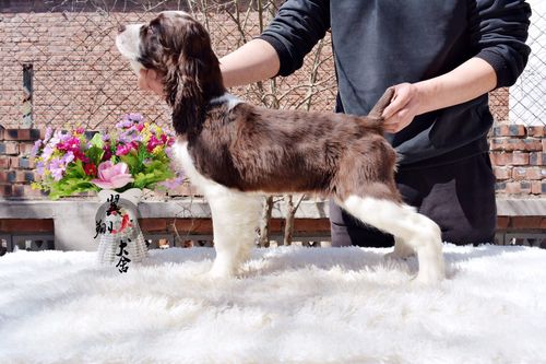 广东哪有卖纯种史宾格犬翼翔犬舍专业繁殖史宾格犬