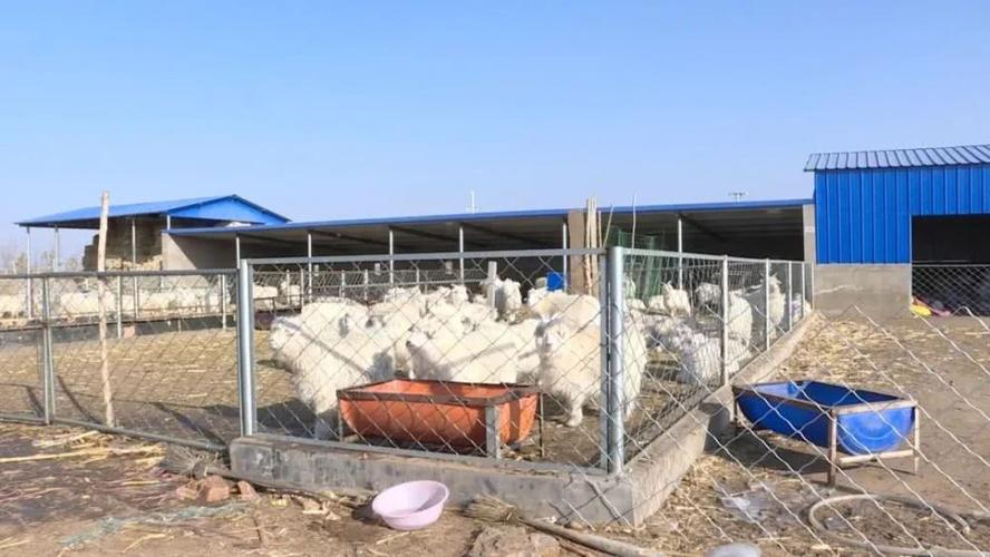 李怀兴家的羊棚 李怀兴 敖镇马场井村七社村民 帮扶部门给的羊棚,温棚