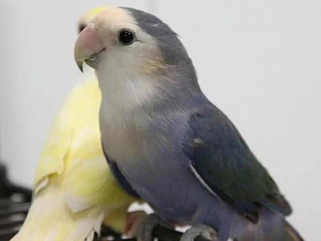 漂亮的牡丹鹦鹉又称蜡嘴鹦鹉情侣鹦鹉