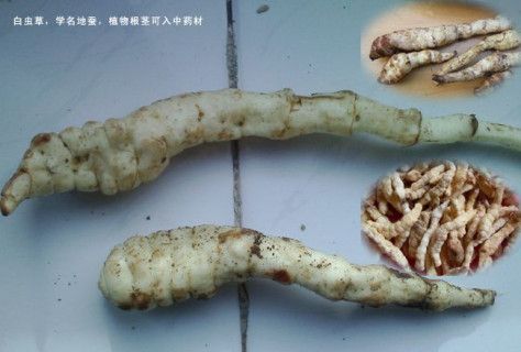 ﻿假冬虫夏草图片之土虫草