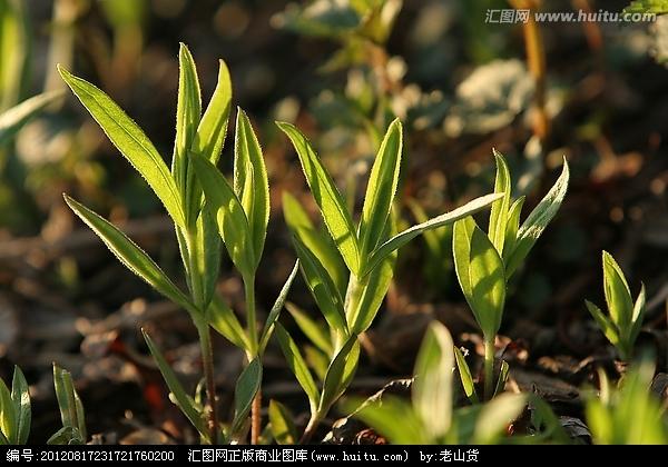 大兴安岭野生植物 鸭嘴菜
