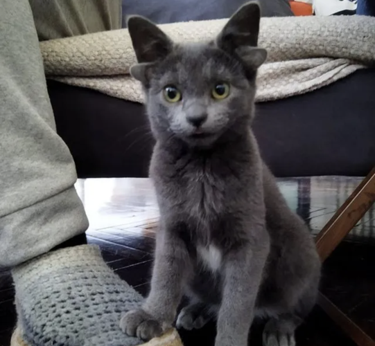 拥有四只耳朵的猫猫叫迈达斯 人家可是妥妥的俄罗斯蓝猫血统