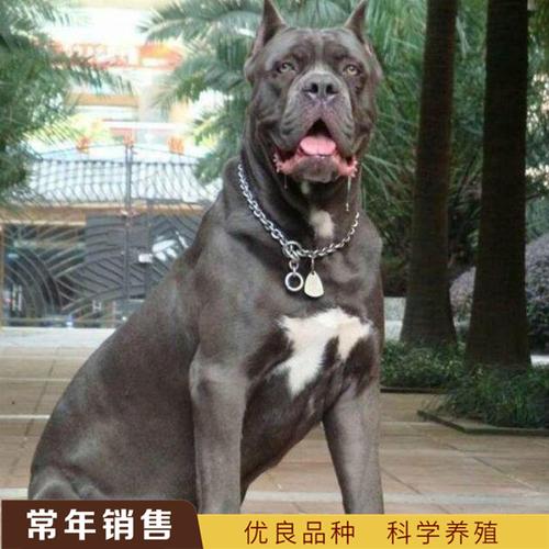 卡斯罗犬幼犬纯种卡斯罗商品大图
