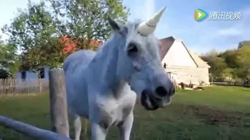 路边看见穿越西游记师徒四人,白龙马变电瓶车而且少个