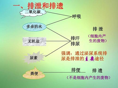 苏科版八年级上册第2节《人体内废物的排出》1ppt