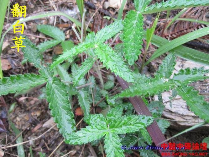 送一糖尿病偏方!翻白草图片