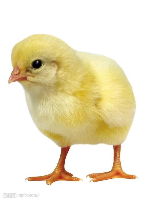 今天来了一只小动物,是什么呢? 活动名称:《可爱的小鸡》 活动目的