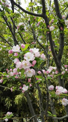 如何区分西府海棠和垂丝海棠?