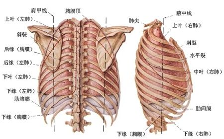 胸膜及肺的体表投影(后观和右观图)