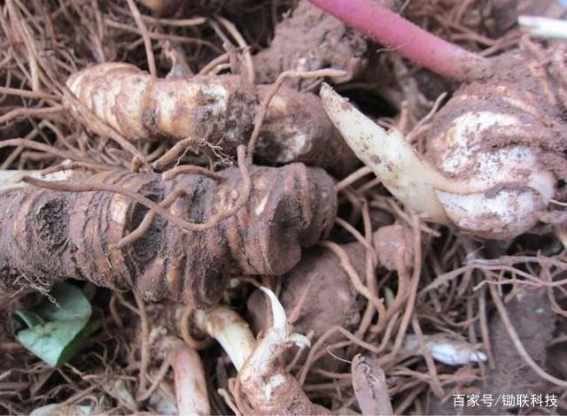 重楼,这味药材很值钱,你的家乡山上有没有?
