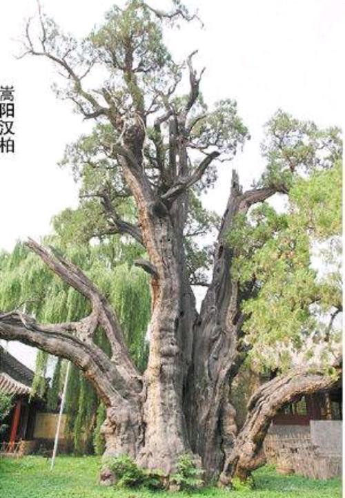 进行一次规模宏大的巡狩中岳活动,于十月初一,驾车东行至嵩阳书院