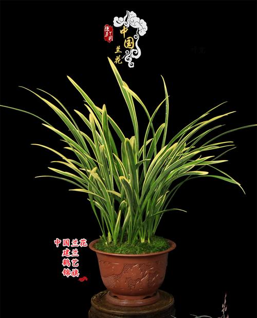 德芳兰业金边兰花苗带花苞四季建兰浓香室内锦旗花卉植物盆栽包邮_7折