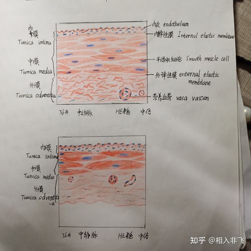 组胚红蓝铅笔手绘图