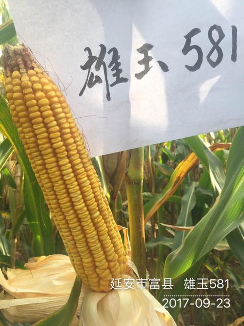 要想玉米产量高 就种雄玉581