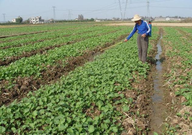 「专家发布」新冠肺炎防疫期间,油菜病虫草害防治技术