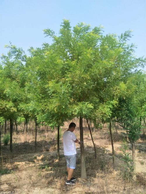 农业结构调整,整合重点资源,现拥有乔木,花灌木等苗木种类120余种201