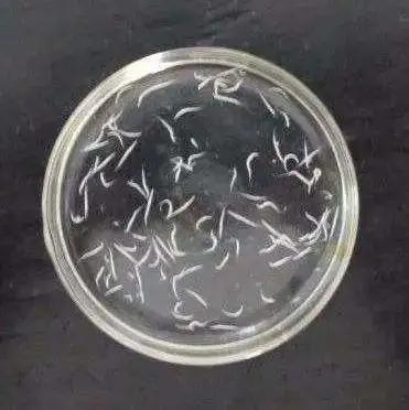 ihc寄生虫筛查|孩子上幼儿园后警惕这四种表现,可能是