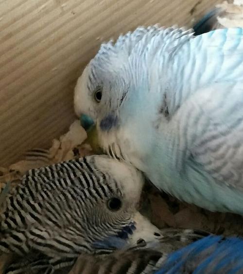 请问这只(云斑)虎皮鹦鹉是是公的还是母的!坐等高手!