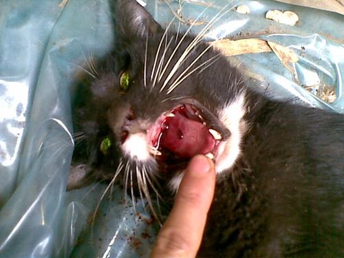 小猫先呕吐后嚎叫22小时吐血死亡死亡时口腔内全是血请问是病了还是