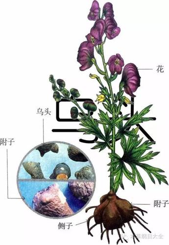 乌头又称乌喙,草乌头,土附子,奚毒,耿子,毒公,金鸦.