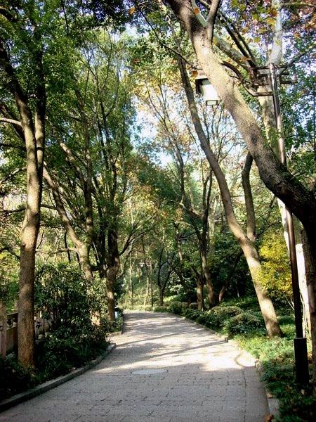 半山公园的树林