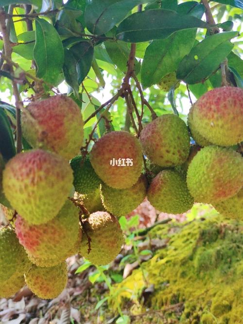 高州荔枝_高州市宝来生态农业有限公司攻略_周末_周末