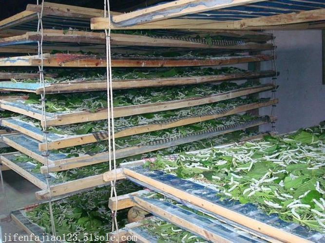 益生菌em菌养蚕技术使用方法及功效