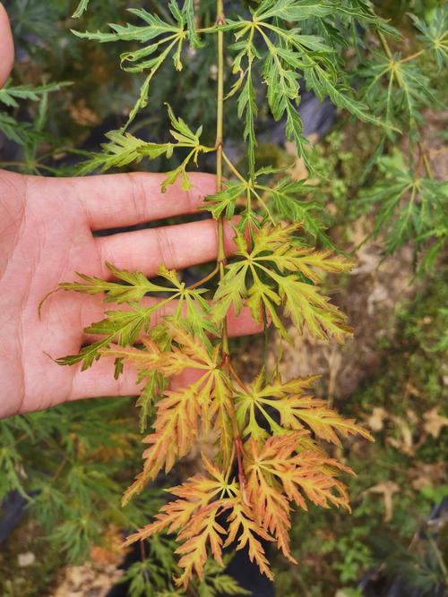 [羽毛枫批发] 青羽毛枫小苗【翡翠】价格18元/棵 - 惠农网