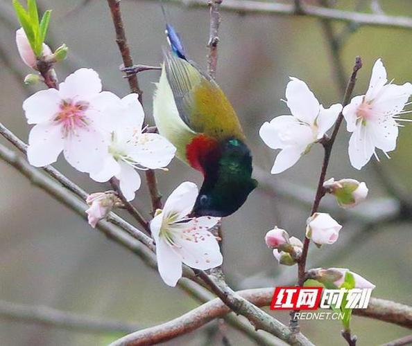 新记录!南岳发现珍稀太阳鸟