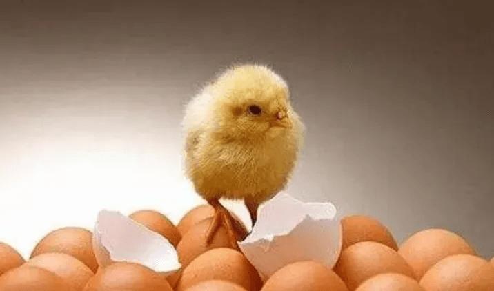 熟鸡蛋孵出小鸡!荒唐论文想骗的是你口袋