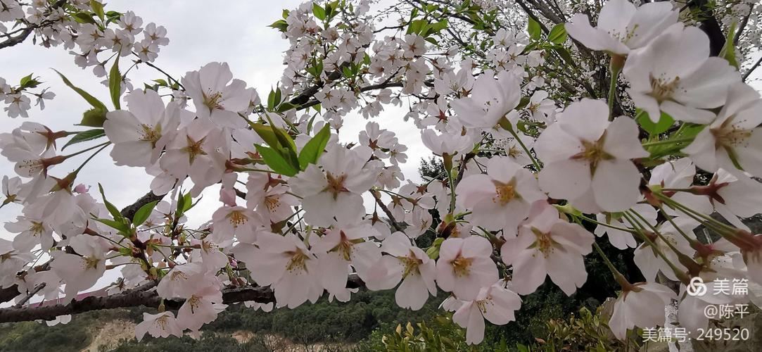 2020.3绿野山庄赏樱花