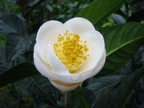 抱茎茶(白)_金华米可苗木有限公司-米可茶花,小苗,金华茶花,四季杜鹃