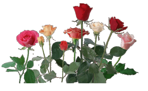 【自制透明gif图片】花草系列04 - 秋思梦景 - 秋思梦景的博客