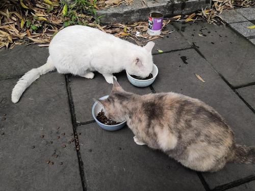 大家平时咋喂流浪猫哇