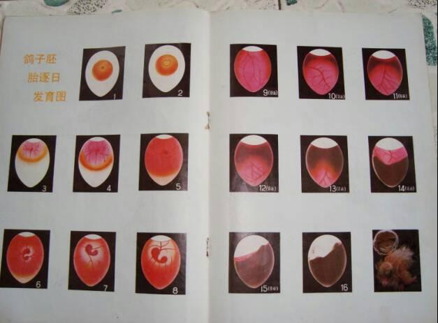 鸽子孵的蛋上部分空了花生豆那么块,是快孵化好了还是