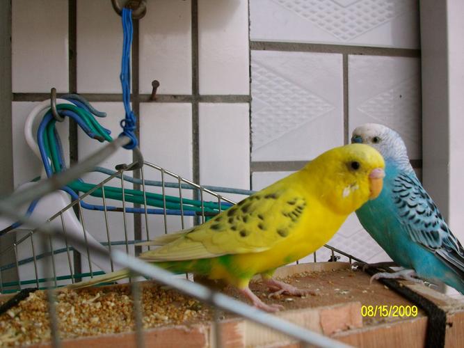 展开全部 黄色虎皮鹦鹉,也叫阿苏尔