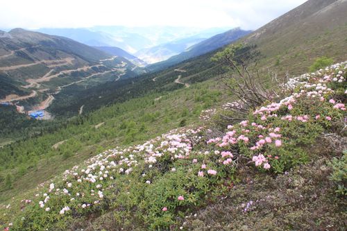 高山杜鹃花园白马雪山香格里拉----大自然送给人类的礼物