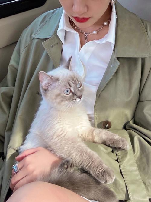 怀里长猫|新手养猫问题—猫砂怎么选_猫砂_猫咪_养猫