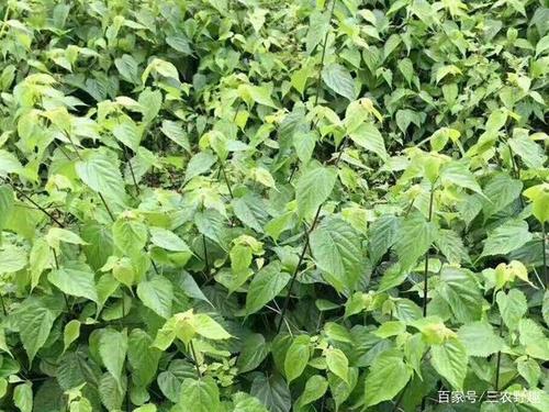 它叫"豆腐树",不仅能做豆腐,还可以做凉粉,山里很常见