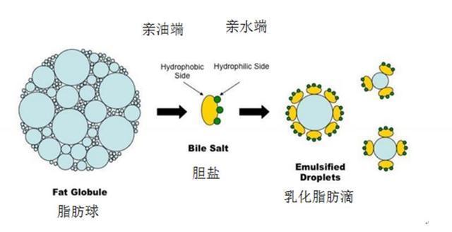胆汁中的胆盐可起到乳化脂肪的作用