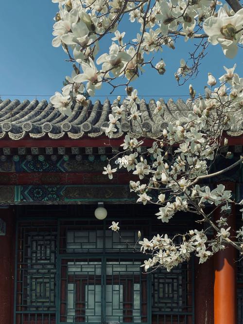 玉澜堂_花影怎么样_颐和园_景点_知春亭_玉兰花_白玉兰_春天去赏花