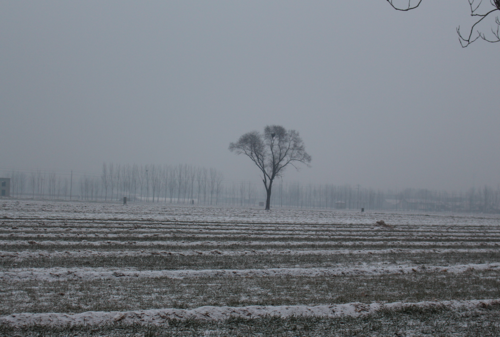 大雪后的农村是这番景象,你见过吗