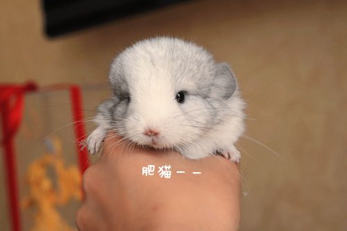 彩猫里比较推荐什么颜色(不喜欢白色). 我第一次养准备养只龙猫.