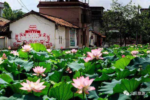 博罗公庄:陂头神村花香四溢,多座荷花池荷花全面盛放