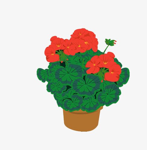 关键词 : 天竺葵,盆栽,植物,卡通,花朵,鲜花