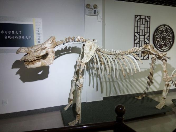 顾村公园——古生物化石博物馆