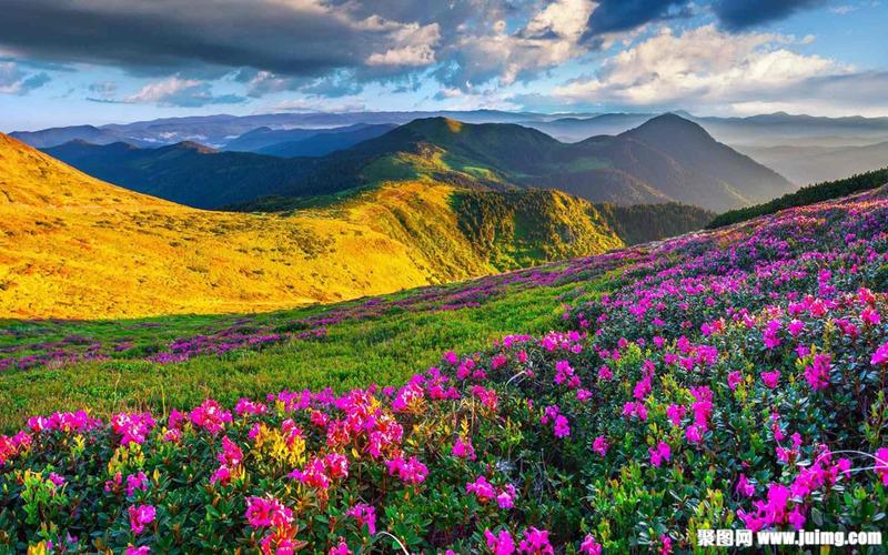 山花高山风光图片下载(图片id:1294362)_-风景壁纸