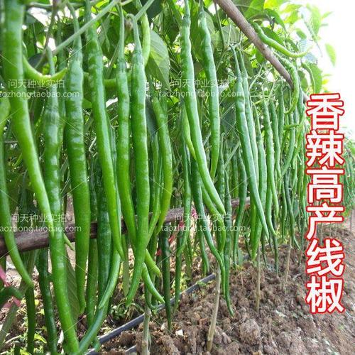 王线椒杭椒蔬菜种子辣椒香辣种子